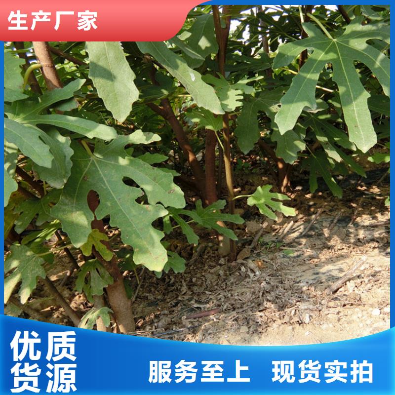 源頭廠家直供，無(wú)花果桃樹苗支持來(lái)圖定制，網(wǎng)絡(luò)銷售開啟新篇章